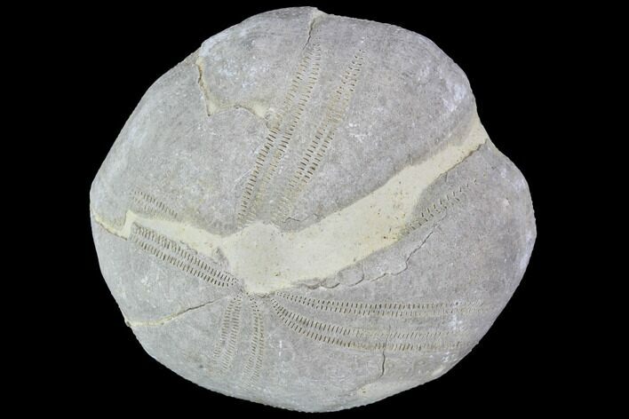 Toxaster Fossil Echinoid (Sea Urchin) - Agadir, Morocco #90637